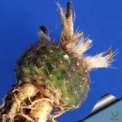 بذر کاکتوس فرایلیا شیلینزکیانا Frailea schilinzkyana seeds