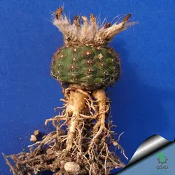بذر کاکتوس فرایلیا شیلینزکیانا Frailea schilinzkyana seeds