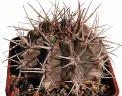 بذر کاکتوس ژیمنوکالیسیوم ایتیانوم GYMNOCALYCIUM eythianum seeds