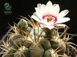 بذر کاکتوس ژیمنوکالیسیوم ایتیانوم GYMNOCALYCIUM eythianum seeds