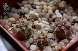 بذر کاکتوس ژیمنوکالیسیوم ایتیانوم GYMNOCALYCIUM eythianum seeds