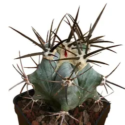 بذر کاکتوس اچینوکاکتوس پلاتیکانتوس  Echinocactus platyacanthus seeds