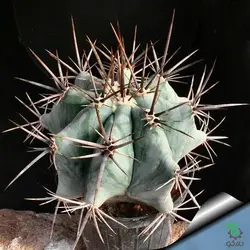 بذر کاکتوس اچینوکاکتوس پلاتیکانتوس  Echinocactus platyacanthus seeds