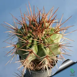 بذر کاکتوس اچینوکاکتوس پلاتیکانتوس  Echinocactus platyacanthus seeds
