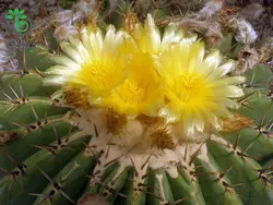 بذر کاکتوس اچینوکاکتوس پلاتیکانتوس  Echinocactus platyacanthus seeds