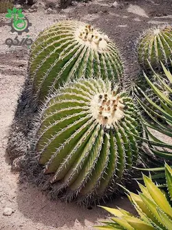بذر کاکتوس اچینوکاکتوس پلاتیکانتوس  Echinocactus platyacanthus seeds