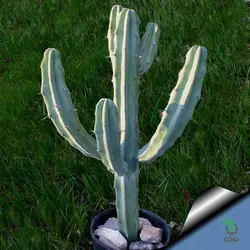 بذر کاکتوس میرتلو کاکتوس ژئومتریزانس | پایه آبی | Myrtillocactus geometrizans seeds