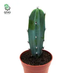 بذر کاکتوس میرتلو کاکتوس ژئومتریزانس | پایه آبی | Myrtillocactus geometrizans seeds