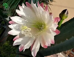 بذر کاکتوس میرتلو کاکتوس ژئومتریزانس | پایه آبی | Myrtillocactus geometrizans seeds