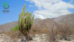 بذر کاکتوس پاکی سرئوس پرینگلی  pachycerus pringlei seeds