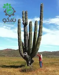 بذر کاکتوس پاکی سرئوس پرینگلی  pachycerus pringlei seeds