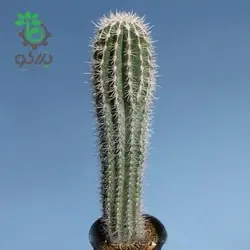 بذر کاکتوس پاکی سرئوس پرینگلی  pachycerus pringlei seeds