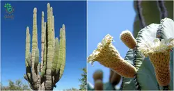 بذر کاکتوس پاکی سرئوس پرینگلی  pachycerus pringlei seeds