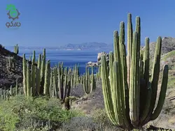 بذر کاکتوس پاکی سرئوس پرینگلی  pachycerus pringlei seeds