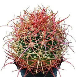 بذر کاکتوس فروکاکتوس آکانتودس Ferocactus acanthodes seeds