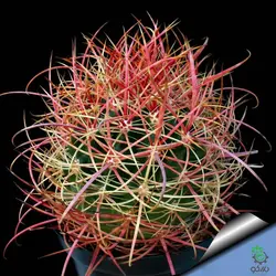 بذر کاکتوس فروکاکتوس آکانتودس Ferocactus acanthodes seeds