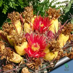 بذر کاکتوس فروکاکتوس آکانتودس Ferocactus acanthodes seeds