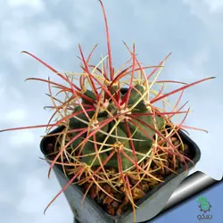 بذر کاکتوس فروکاکتوس آکانتودس Ferocactus acanthodes seeds