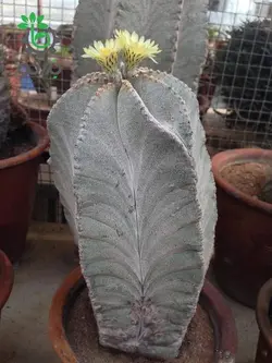 بذر کاکتوس آستروفیتوم میروستیگما | Astrophytum myriostigma seeds