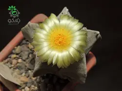 بذر کاکتوس آستروفیتوم میروستیگما | Astrophytum myriostigma seeds