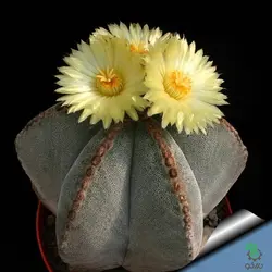بذر کاکتوس آستروفیتوم میروستیگما | Astrophytum myriostigma seeds