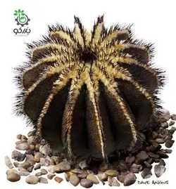 بذر کاکتوس اوبلمانیا پکتینیفرا مولتی کاستاتا | Uebelmannia pectinifera var. multicostata seeds
