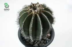 بذر کاکتوس اوبلمانیا پکتینیفرا مولتی کاستاتا | Uebelmannia pectinifera var. multicostata seeds