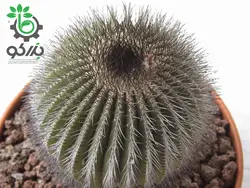 بذر کاکتوس اوبلمانیا پکتینیفرا مولتی کاستاتا | Uebelmannia pectinifera var. multicostata seeds