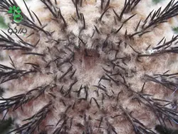 بذر کاکتوس اوبلمانیا پکتینیفرا مولتی کاستاتا | Uebelmannia pectinifera var. multicostata seeds