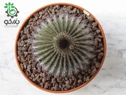 بذر کاکتوس اوبلمانیا پکتینیفرا مولتی کاستاتا | Uebelmannia pectinifera var. multicostata seeds