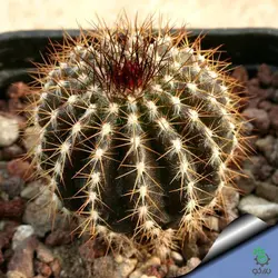 بذر کاکتوس اوبلمانیا پکتینیفرا مولتی کاستاتا | Uebelmannia pectinifera var. multicostata seeds