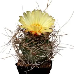 بذر کاکتوس آستروفیتوم سینایل یا آستروفیتوم سالخورده | astrophytum senile seeds