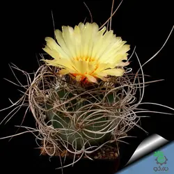 بذر کاکتوس آستروفیتوم سینایل یا آستروفیتوم سالخورده | astrophytum senile seeds