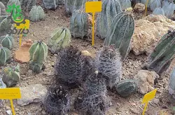 بذر کاکتوس آستروفیتوم سینایل یا آستروفیتوم سالخورده | astrophytum senile seeds