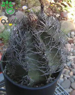 بذر کاکتوس آستروفیتوم سینایل یا آستروفیتوم سالخورده | astrophytum senile seeds