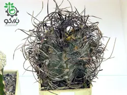 بذر کاکتوس آستروفیتوم سینایل یا آستروفیتوم سالخورده | astrophytum senile seeds