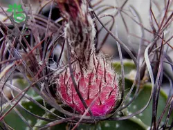 بذر کاکتوس آستروفیتوم سینایل یا آستروفیتوم سالخورده | astrophytum senile seeds