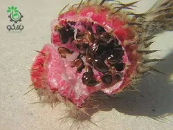 بذر کاکتوس آستروفیتوم سینایل یا آستروفیتوم سالخورده | astrophytum senile seeds
