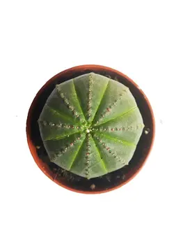کاکتوس زیبا و خاص افوربیا اوبسا سایز گلدان 6 (euphorbia obesa)