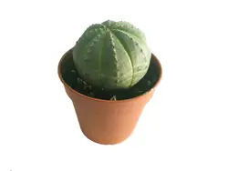 کاکتوس زیبا و خاص افوربیا اوبسا سایز گلدان 6 (euphorbia obesa)