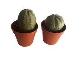 کاکتوس زیبا و خاص افوربیا اوبسا سایز گلدان 6 (euphorbia obesa)