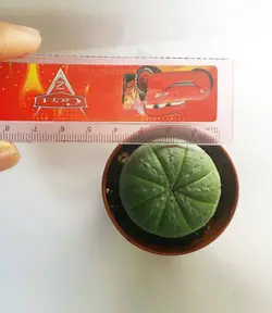 کاکتوس زیبا و خاص افوربیا اوبسا سایز گلدان 6 (euphorbia obesa)