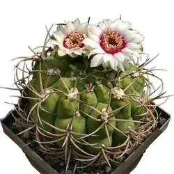 بذر کاکتوس ژیمنوکالیسیوم ایزوزوگسی (GYMNOCALYCIUM izozogsii)