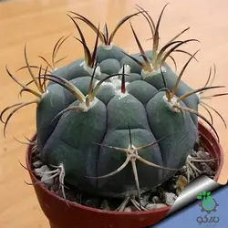 بذر کاکتوس ژیمنوکالیسیوم ایزوزوگسی (GYMNOCALYCIUM izozogsii)