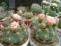 بذر کاکتوس ژیمنوکالیسیوم ایزوزوگسی (GYMNOCALYCIUM izozogsii)