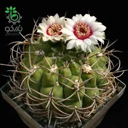 بذر کاکتوس ژیمنوکالیسیوم ایزوزوگسی (GYMNOCALYCIUM izozogsii)