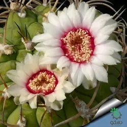 بذر کاکتوس ژیمنوکالیسیوم ایزوزوگسی (GYMNOCALYCIUM izozogsii)