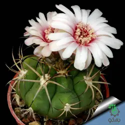 بذر کاکتوس ژیمنوکالیسیوم ایزوزوگسی (GYMNOCALYCIUM izozogsii)