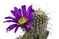 بذر کاکتوس اچینوسرئوس فندلری بویس تامپسونی (ECHINOCEREUS boyce-thompsonii)