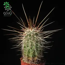 بذر کاکتوس اچینوسرئوس فندلری بویس تامپسونی (ECHINOCEREUS boyce-thompsonii)